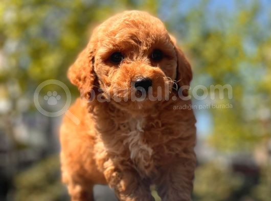 Sağlık Garanti̇li̇ Toy Poodle Yavrular görsel