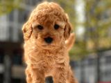 Safkan Toy Poodle Yavrular
