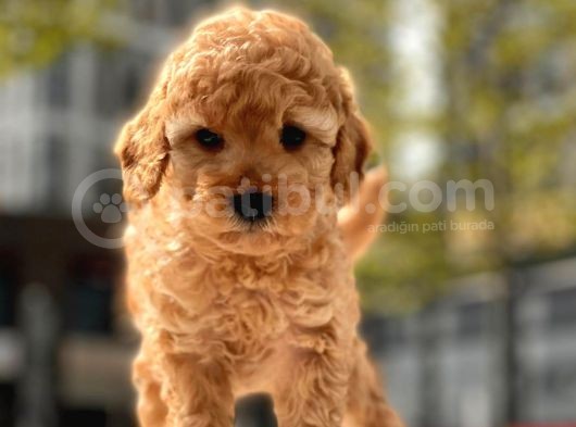 Safkan Toy Poodle Yavrular görsel