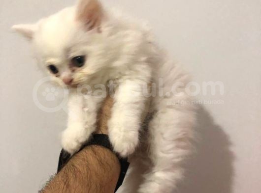 Scottish Fold Ve Straight görsel