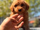 Sağlık Garanti̇li̇ Toy Poodle Yavrular