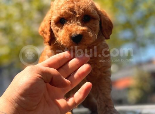 Sağlık Garanti̇li̇ Toy Poodle Yavrular görsel