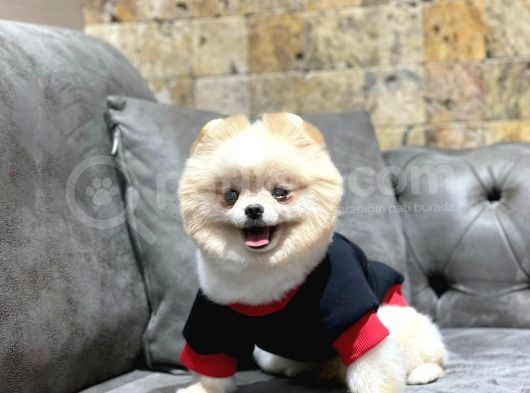 Krem Rengi Dişi Pomeranian Boo