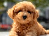 Her Renk Toy Poodle Yavrular