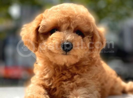 Her Renk Toy Poodle Yavrular