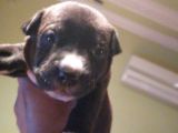 Pitbull Amerikan Staffordshire Terrier