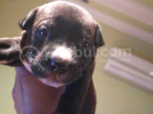 Pitbull Amerikan Staffordshire Terrier görsel