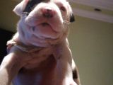 Pitbull Amerikan Staffordshire Terrier