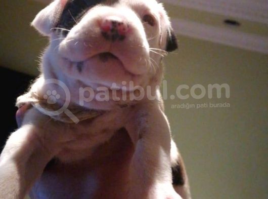Pitbull Amerikan Staffordshire Terrier görsel