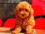 Sağlık Garantili Poodle Yavrular