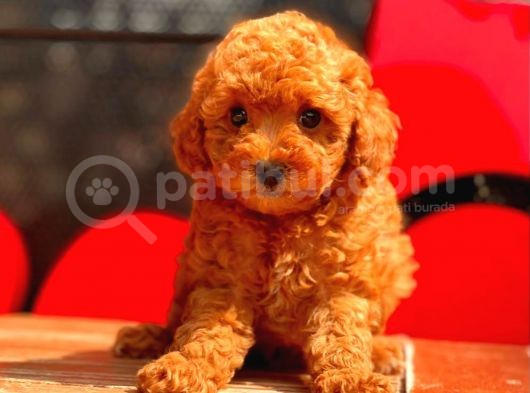 Sağlık Garantili Poodle Yavrular görsel