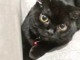 Scottish Fold 6 Aylık Erkek