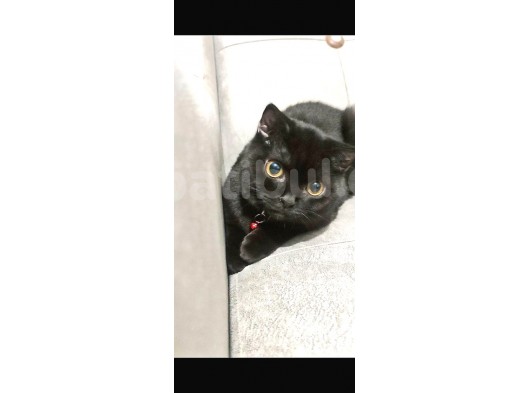 Scottish Fold 6 Aylık Erkek görsel