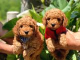 Toy Poodle Yavrularımız