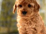 Safkan Toy Poodle Yavrular