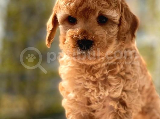 Safkan Toy Poodle Yavrular görsel