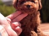 Red Brown Toy Poodle Yavrular