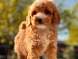 Her Renk Toy Poodle Yavrular