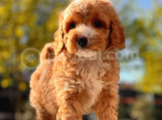 Her Renk Toy Poodle Yavrular görsel