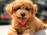 Her Renk Toy Poodle Yavrular