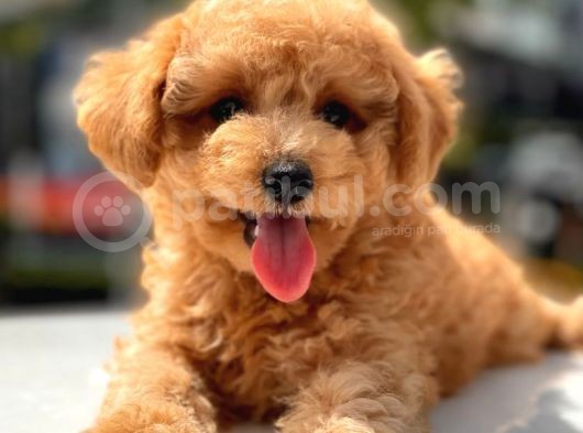 Her Renk Toy Poodle Yavrular görsel