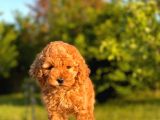 Red Brown Toy Poodle Yavrular