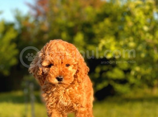 Red Brown Toy Poodle Yavrular görsel