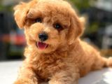 Her Renk Toy Poodle Yavrular