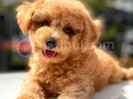 Her Renk Toy Poodle Yavrular görsel