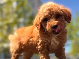 Sağlık Garanti̇li̇ Toy Poodle Yavrular