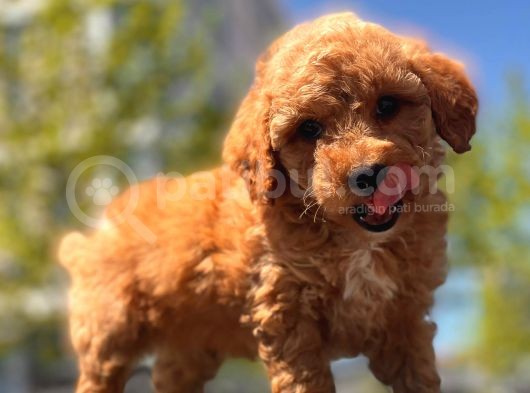 Sağlık Garanti̇li̇ Toy Poodle Yavrular