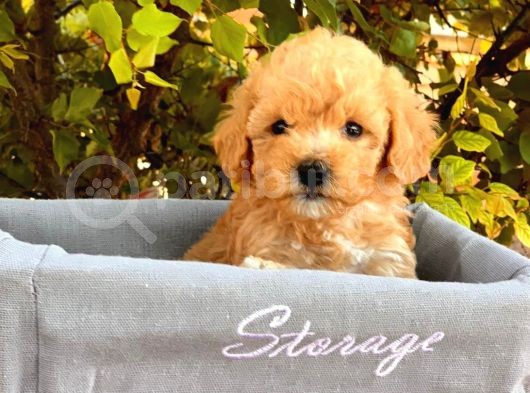 Toy Poodle Yavrular ( Red, Red Brown, Apricot, Silver, Siyah)