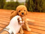 Toy Poodle Yavrular ( Red, Red Brown, Apricot, Silver, Siyah)