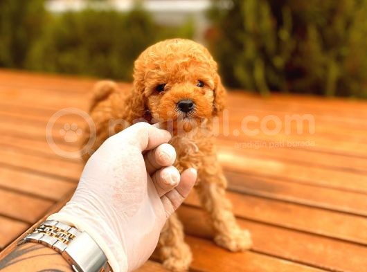 Toy Poodle Yavrular ( Red, Red Brown, Apricot, Silver, Siyah) görsel
