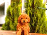 Toy Poodle Yavrular ( Red, Red Brown, Apricot, Silver, Siyah)