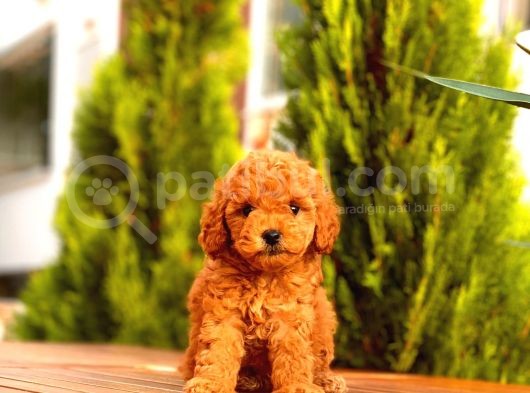 Toy Poodle Yavrular ( Red, Red Brown, Apricot, Silver, Siyah) görsel