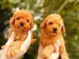 Toy Poodle Yavrular ( Red, Red Brown, Apricot, Silver, Siyah)
