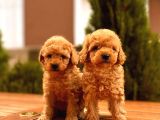 Toy Poodle Yavrular ( Red, Red Brown, Apricot, Silver, Siyah)