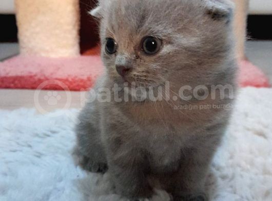 1.5 Aylık Dişi Yavru Teslime Hazır görsel