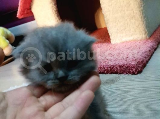 1.5 Aylık Dişi Yavru Teslime Hazır