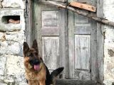 Safkan Alman Çoban Kızımız