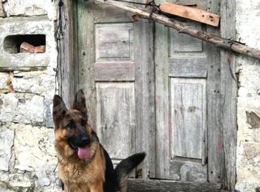 Safkan Alman Çoban Kızımız görsel