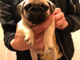 Safkan Exotic Mops Yavrular