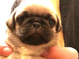 Safkan Exotic Mops Yavrular