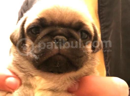 Safkan Exotic Mops Yavrular görsel