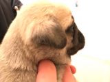 Safkan Exotic Mops Yavrular