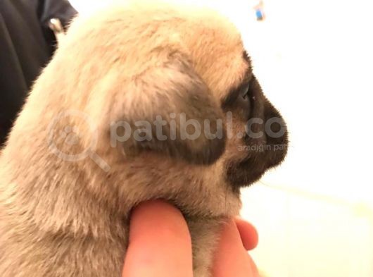 Safkan Exotic Mops Yavrular görsel