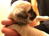 Safkan Exotic Mops Yavrular