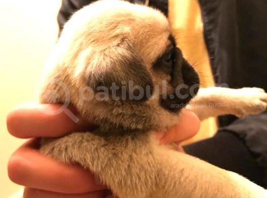 Safkan Exotic Mops Yavrular görsel