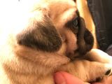 Safkan Exotic Mops Yavrular